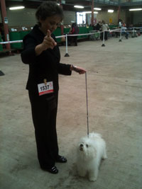 Am i standing right? Bolognese dog picture